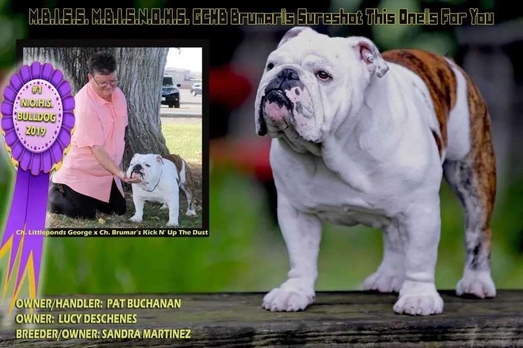 #1 NOHS Bulldog 2019