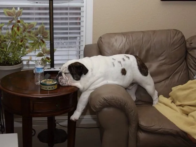 CH Sureshot Straight Between The Eyes Calvin