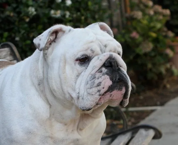 Ch Wild West Doc Holliday