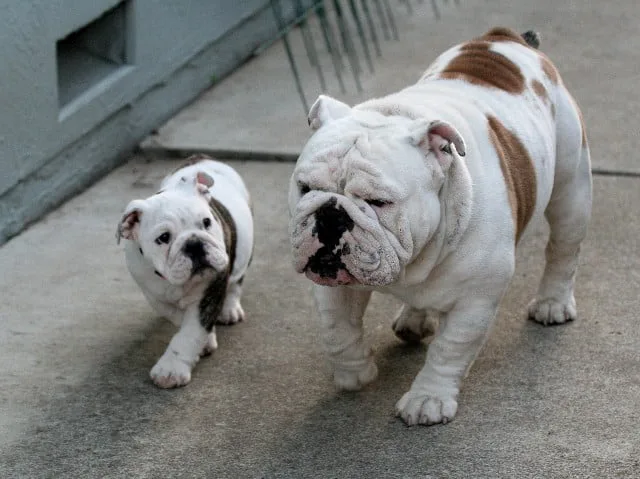 Ch Wild West Doc Holliday