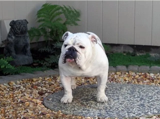 Ch Wild West Doc Holliday